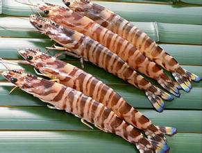 對(duì)蝦冷庫(kù)貯藏技術(shù)，低溫冷庫(kù)安裝