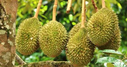 建一個(gè)200噸的榴蓮冷庫(kù)多少錢，榴蓮保鮮庫(kù)耗電量kw/h